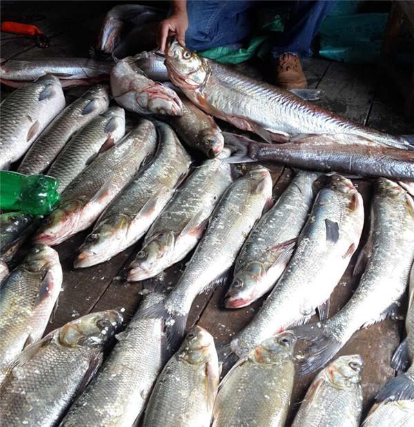 鲫鱼|一天钓鱼千斤？这位专家被喷惨，但事实是10%的人钓走了90%的鱼