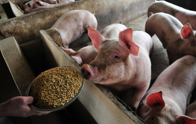 生猪价格|8月12日猪价：下跌无止境！下半年要跌回“白菜价”？答案来了