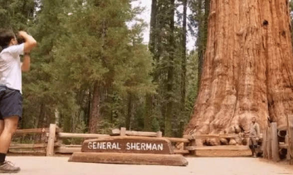 |活了3200年的“千年老树”，早在中国商朝就种下，如今长成怎么样？