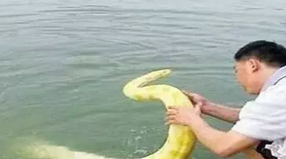 蟒蛇|世界上最大的蛇 《狂蟒之灾》里的蟒蛇都只能占第二