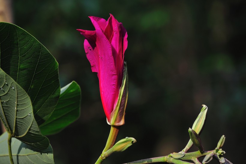 [生肖]下个月内，天若不老，姻缘回归，与前任成功复合的四大生肖