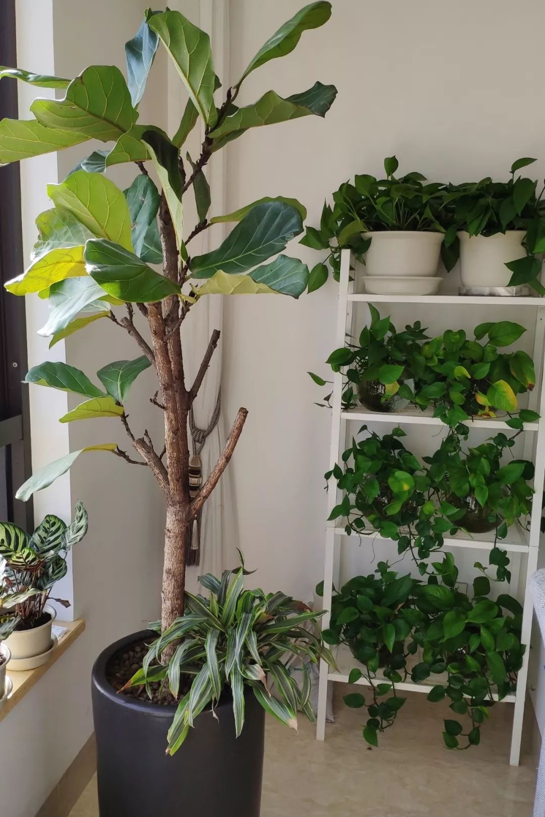 绿植怎么种更美？多种几盆，摆上架子，美出天际！