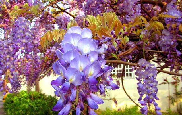 白羊座|事业爱情双丰收的几大星座,睡觉都能笑醒,人生苦尽甘来津津有味