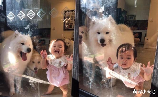 妈一早到阳台晾衣服，屋内3只宝汪偕小主人集体偷看！