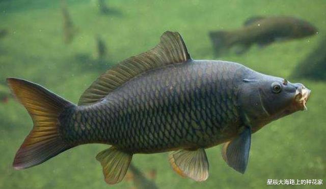 钓鱼|蚯蚓一直在泥土中，都没和鱼见过面，为什么水的中鱼却喜欢吃？