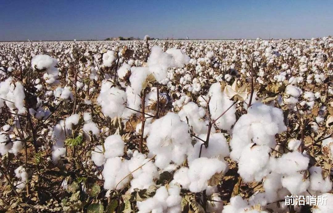 澳大利亚|继煤炭之后，棉花也要滞销了？澳前总司令急忙发声：中国不是敌人