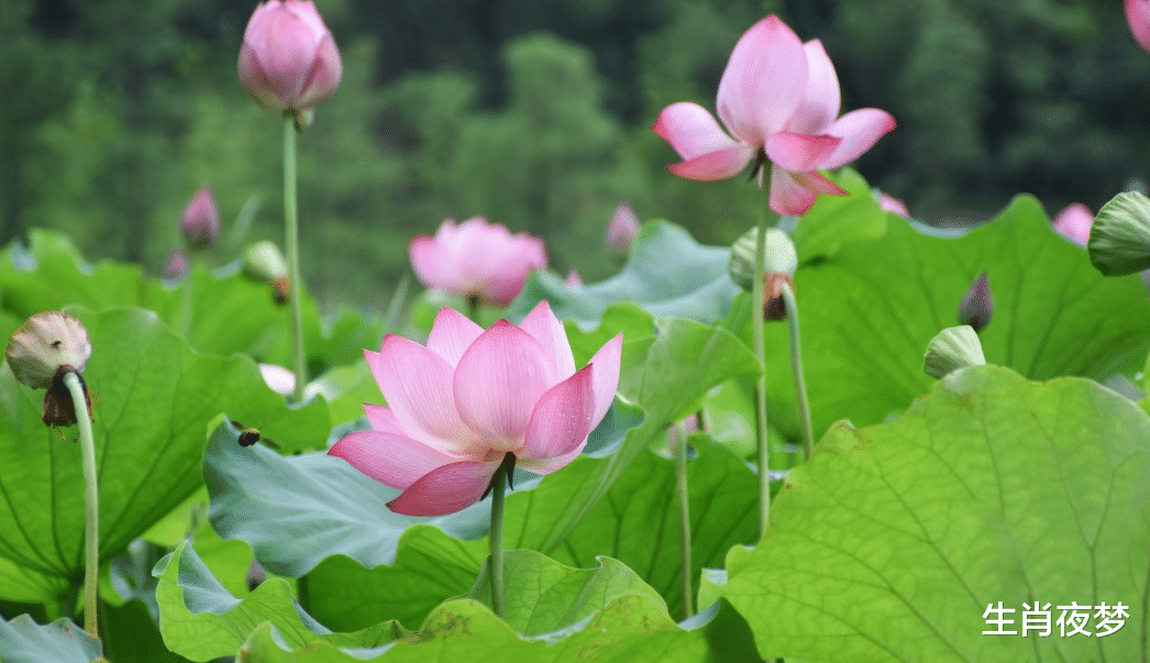运势|11月，爱情复苏，魅力不可挡，拒绝将就，敢爱敢恨，天荒地老