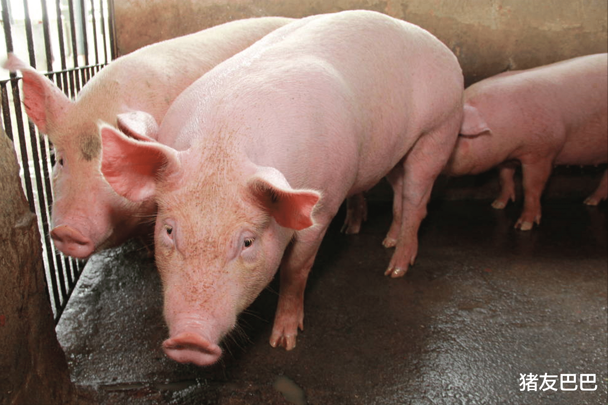 银行 8日猪价冲高滑坡，涨价狂潮现变局，更为要命的事情悄然到来！