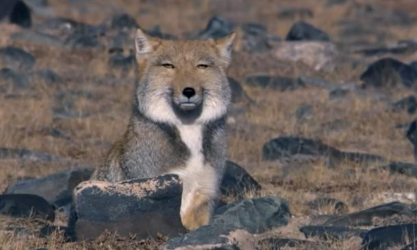 藏狐■世界上最欠扁的动物，长得简直跟闹着玩似的，谁见了都想揍它一顿