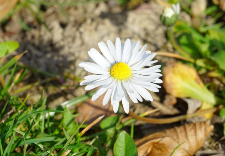 生肖|十月下旬开始，运势旺盛，幸福绵绵，好运难挡的生肖