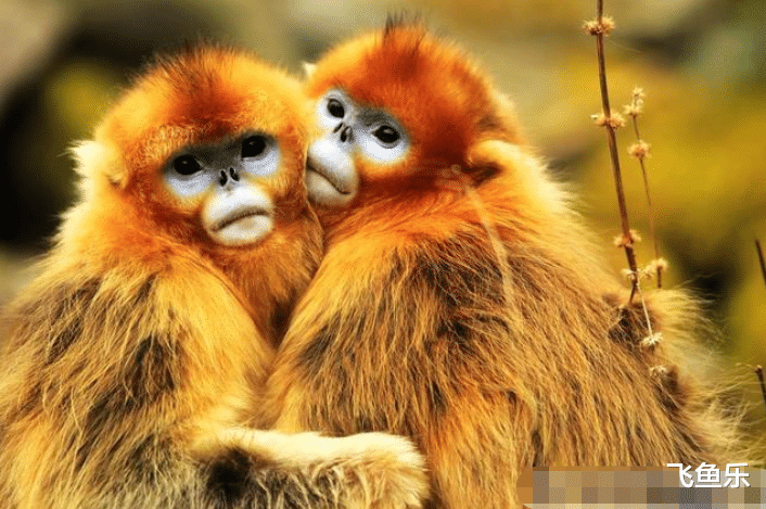 金丝猴|金丝猴的交配制度，母猴婚外交配别有目的