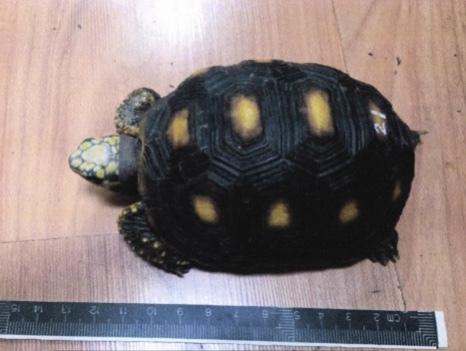 民警▲杭州一女白领买了只乌龟当宠物，获刑6个月