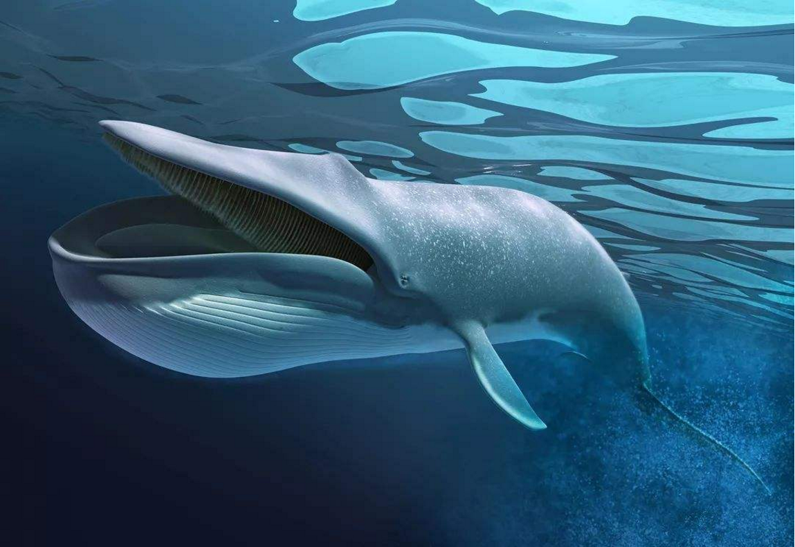 「科学家」这种动物舌头能站50人，一次进食吞200万只磷虾，如今悲催了