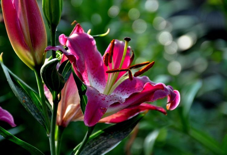 生肖|12生肖中，惹不起的3生肖女，天生财富命，尤其是第一名最有钱