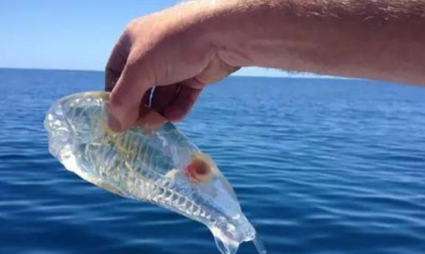 【水母】世界上最“没隐私”的鱼，浑身透明，专家：见到切记不要抓