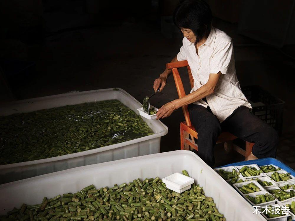 苋菜|这种菜老了也能吃，很多人砍回去做腌菜，口感似果冻，下饭是一绝