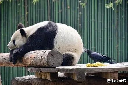 28张大开眼界的冷知识图，装X就靠它了！