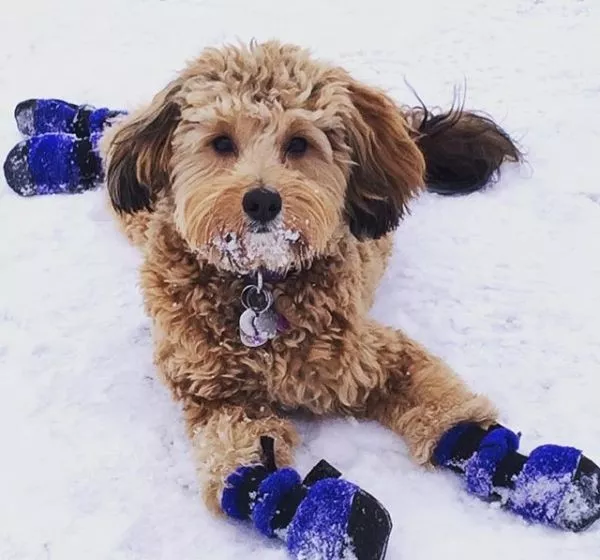 这样训练狗狗穿鞋，连哈士奇都能乖乖听话！