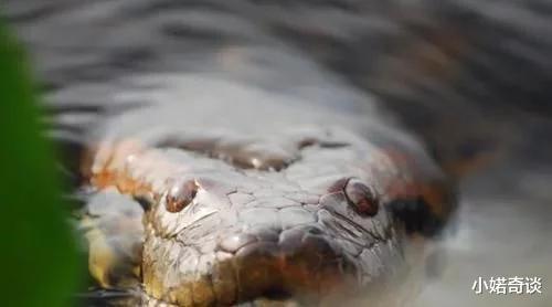 电影|重量级的巨蛇,重达250公斤,真的那么恐怖吗