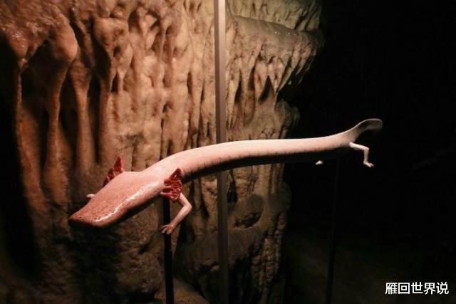 |7年静止不动,12年交配一次,这种与龙最相似的生物寿命可达100岁