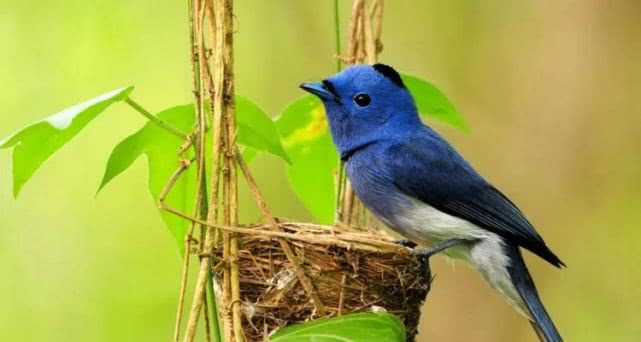 属狗▲6月上旬，财气高涨，3属相人生上上吉，事业贵人相助，福星庇护