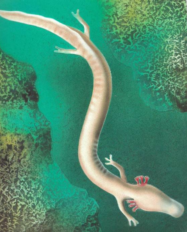 [科学家]7年一动不动的动物，不吃不喝也不会死，只有进食才会活动