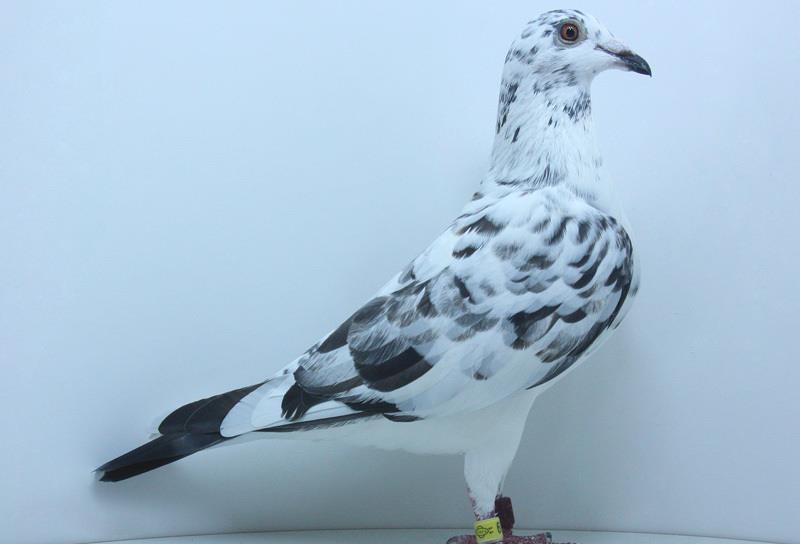 观察赛鸽的粪便尤为重要