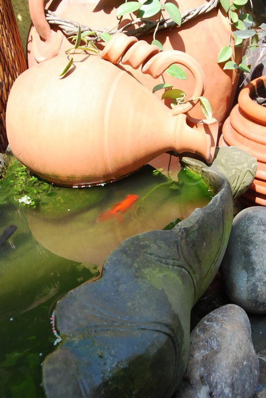 「」35㎡顶楼露台造园，不到一年，把家打造成了空中的“世外桃源”