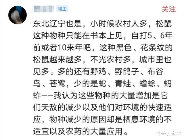 松鼠|农村老鼠少了，松鼠却多了！你那里是这种情况吗？知道怎么回事吗