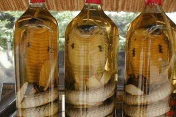 ##蛇酒泡了10年蛇还活着? 可能吗