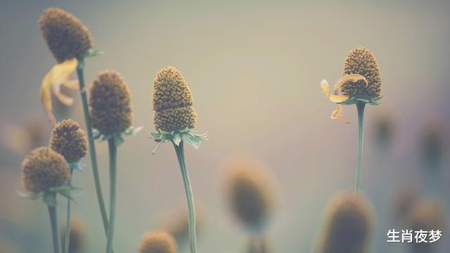 生肖|8月底，结束错爱，及时止损，3生肖重获新生，选择好好爱自己