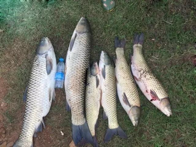 饵料|伏天作钓，自制饵和商品饵，哪一种饵料中鱼率会更高