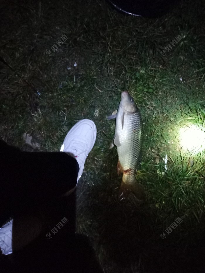 |秋雨，鱼儿欢。夜钓鲤，爆护了