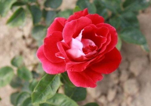 吉星|未来7天，横财连发，4属相吉星加持，生意红火，日子顺心