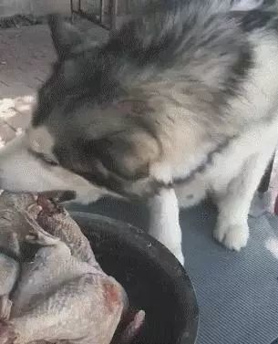 哈士奇啃一只冻鸡，坚硬无比，费力的二哈：比拆家困难