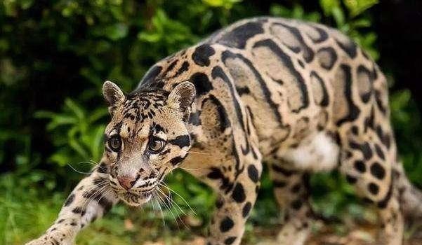 科学家|地球危险了？猫科动物集体向高处迁移，科学家警告：人类早该重视