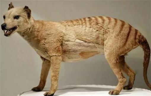 亚当|83年前因人类灭绝，如今却再次现身，科学家：或将重蹈覆辙