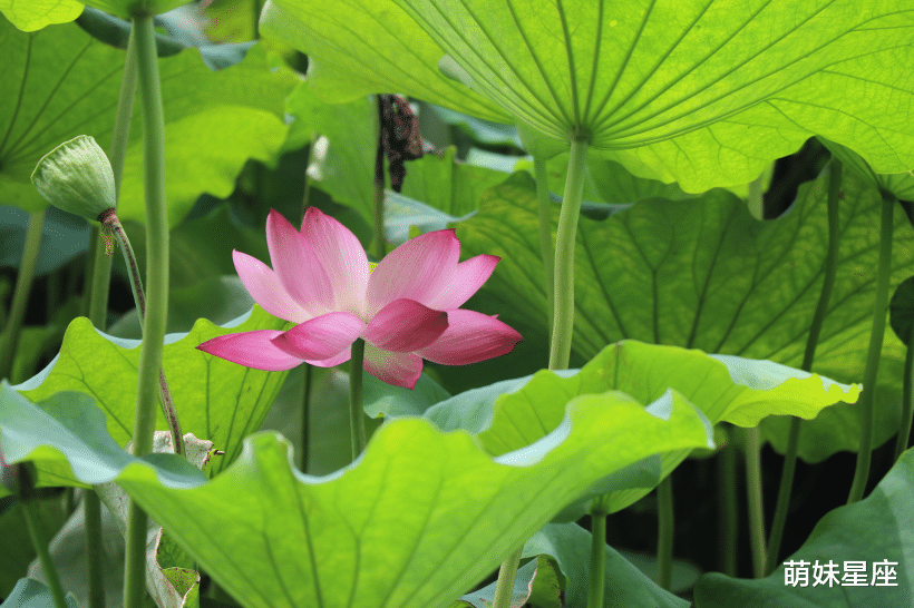 生肖|11月中旬期间，桃花太撩人，喜获真爱，从此甜蜜幸福的4大生肖