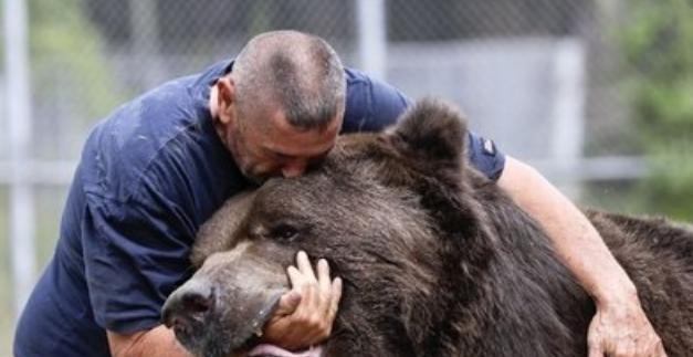 东北虎|在陆地上，有没有动物单挑能打得过东北虎？