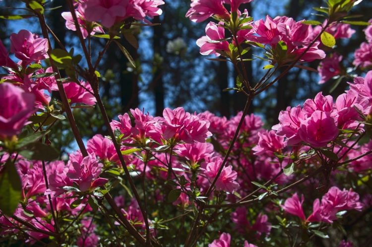 生肖|9月喜鹊迎门，桃花缠身，旧爱成真爱，冰释前嫌，携手一生的星座