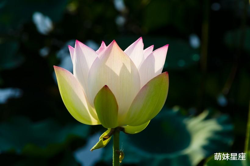 |11月初,花开初夏,爱情回放,与前任和好,永浴爱河的4大星座