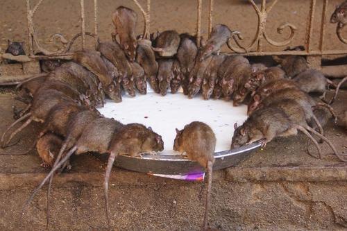 中餐▲它在中国“泛滥成灾”，到了越南却成“盘中餐”，被称人间美味！