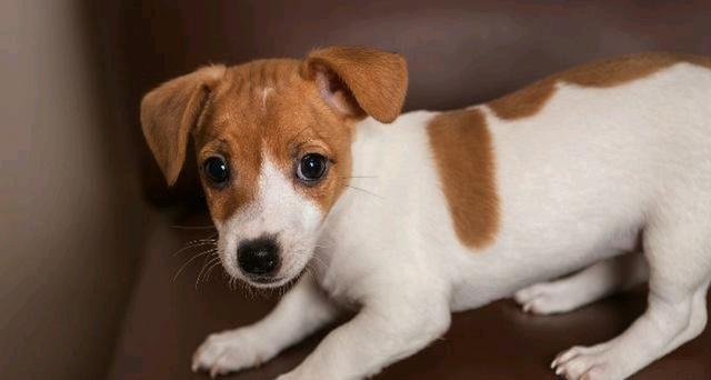 [养殖业]在所有的养殖业中，哪种风险最低效益最高，最有市场前景？