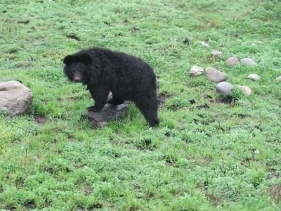 #四川省#四川黑熊伤人事件亲历者：开车送人去安全区，路边突然窜出一黑影