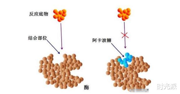 阿卡波糖|阿卡波糖被证明可延寿22%，或赶超二甲双胍，每月仅需100元