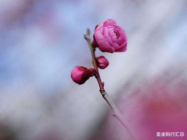 生肖|这几个星座恋爱会回头，像从前那样，重新接受重新开始