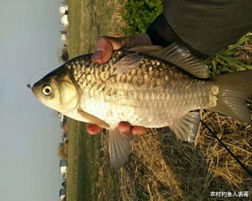稻谷|夏季天天高温难钓鱼,学会谷物钓法,夏季野钓小杂鱼不闹窝钓得多