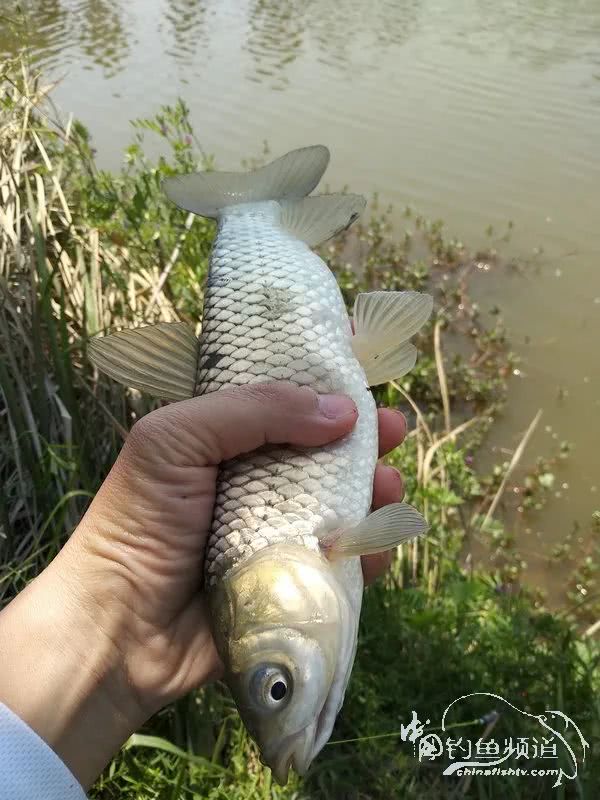 「」一招制敌！疯狂飞饼诱钓大草鱼！