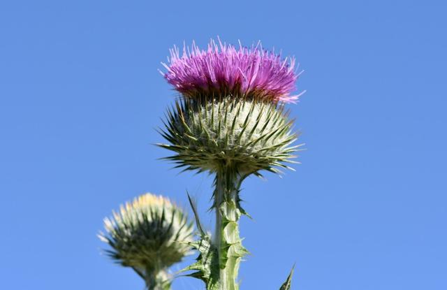 巨蟹座|8月中旬，好运来袭，旧情人回归，3生肖回心转意，爱情破镜重圆