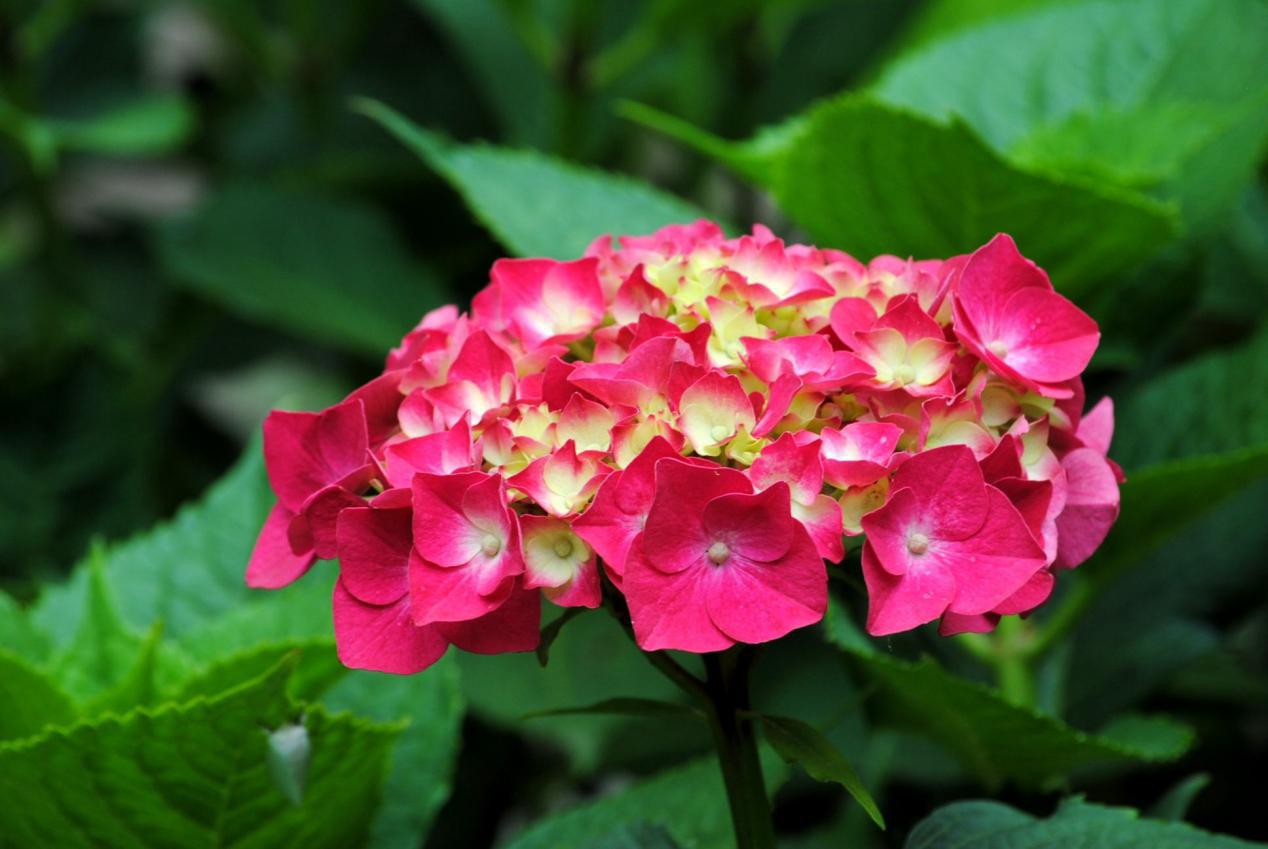 狮子座|报喜报喜:未来七天喜上眉梢的几大星座,好运进家门,好事不断来